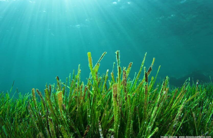 Effects of Blue Carbon on our marine ecosystem.
