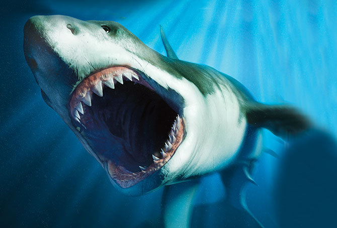 Megalodon: The Ultimate Ocean Boss! – Shark Bite Clothing