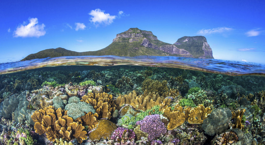 The Importance of Coral Reefs and How You Can Help Save Them