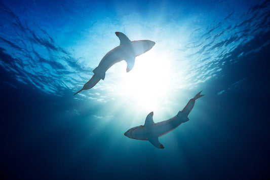 Sharks and the Marine Ecosystem