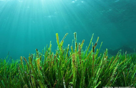 Effects of Blue Carbon on our marine ecosystem.